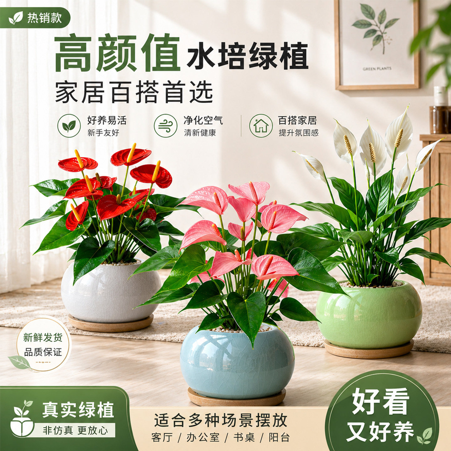 红掌盆栽鸿运当头白掌一帆风顺客厅粉掌齐祖紫掌绿植物花室内桌面