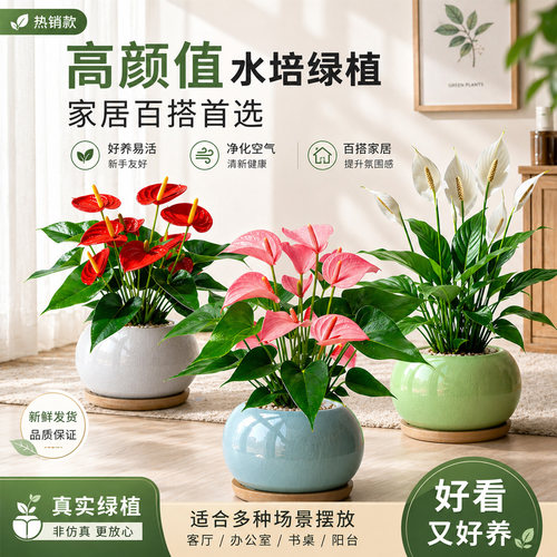 鸿运当头室内绿植一帆风顺