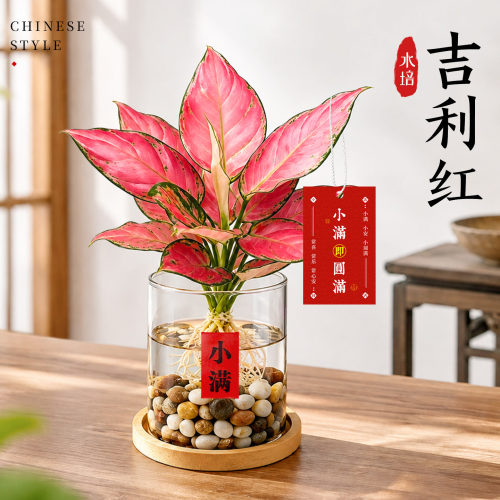 鸿运当头，水培吉利红盆栽