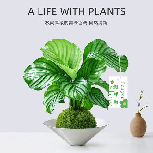 四季常青！青苹果竹芋苔藓球盆景