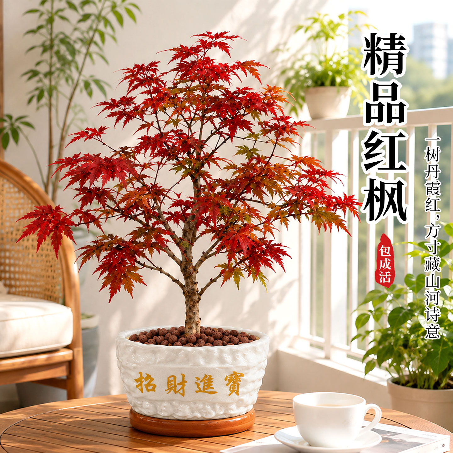 四季可赏不同美景|高档红枫盆景图片