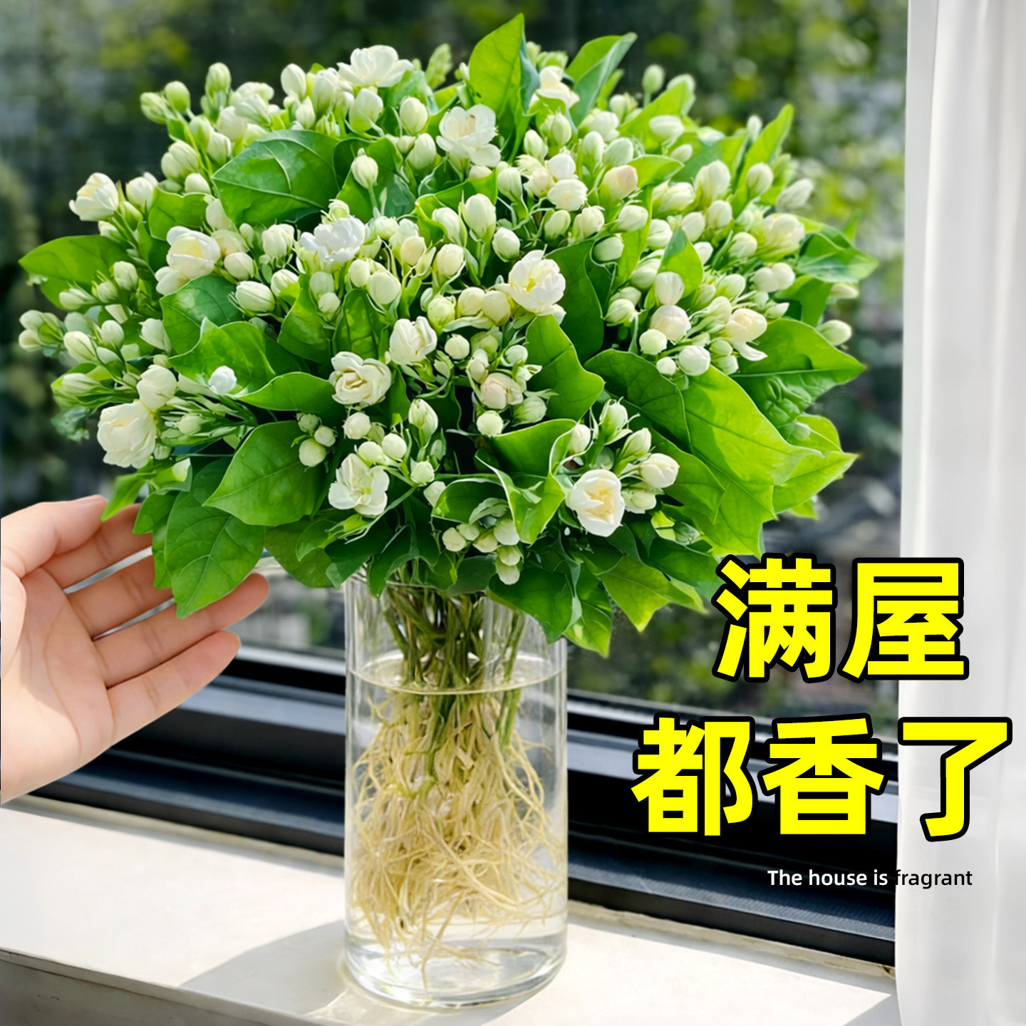 茉莉花带花发货水培植物盆栽办公室内桌面好养懒人鲜花绿植水养