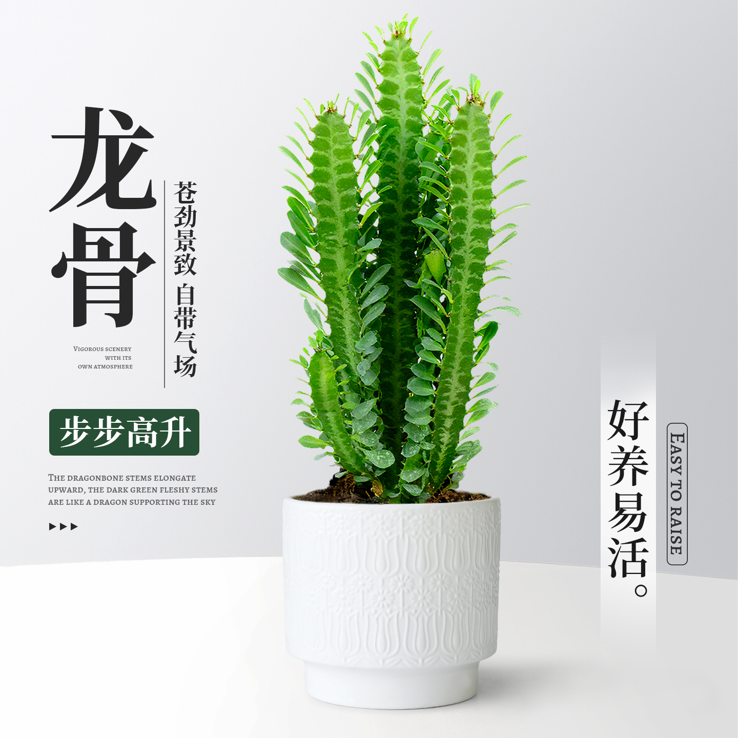 招财旺宅！大颗龙骨仙人掌盆栽