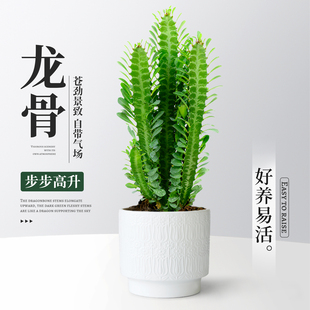 绿龙骨仙人掌球多肉盆栽彩红大颗老桩办公室内桌面绿植物好养旺宅