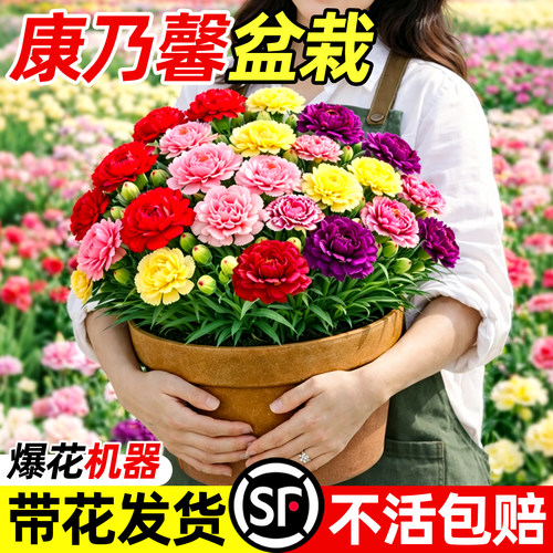 雅致多色康乃馨关爱每一位女性