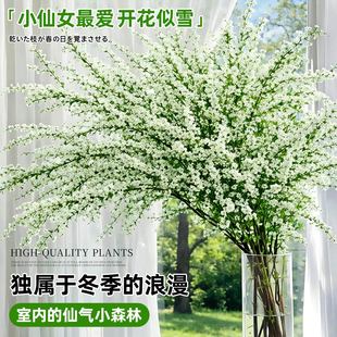 雪柳鲜枝水养干支树苗水培植物枯木逢春绿植室内花卉高级感年宵花