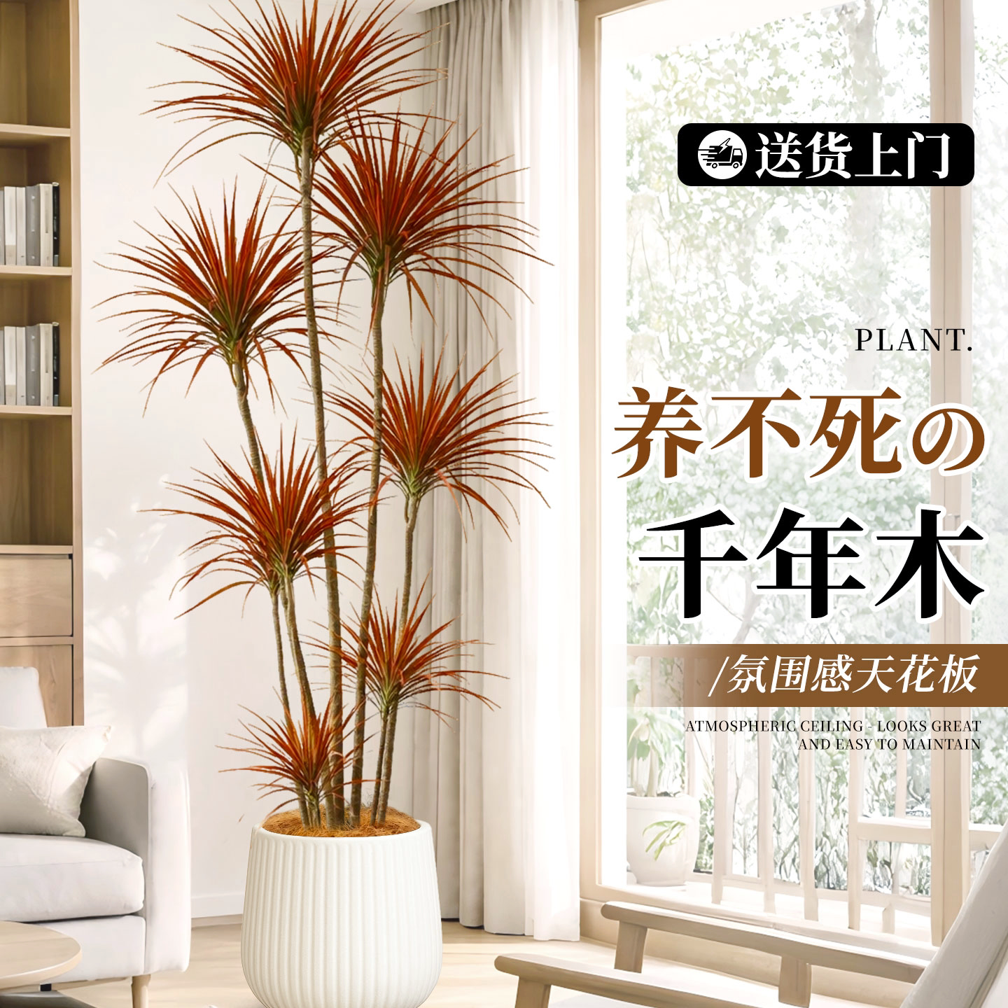 千年木客厅绿植大盆栽室内阳台办公室装饰七彩铁植物摆件高级精致