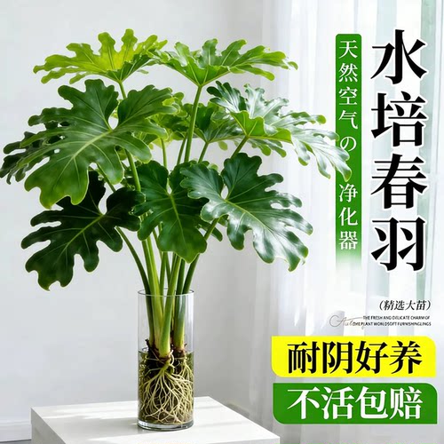 春羽水培植物办公室内盆栽客厅
