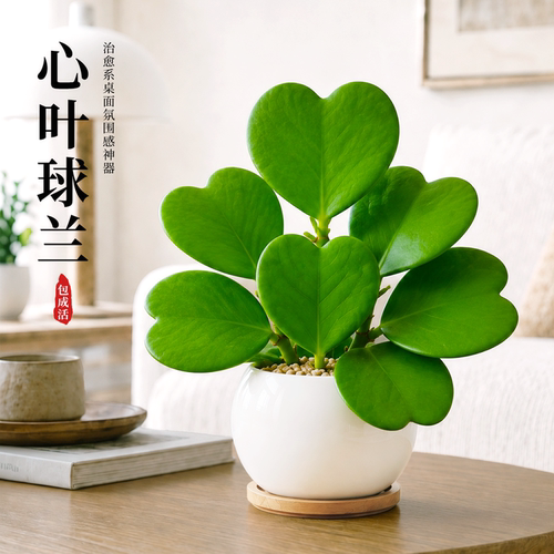 长藤垂坠层层心|心叶秋兰盆栽