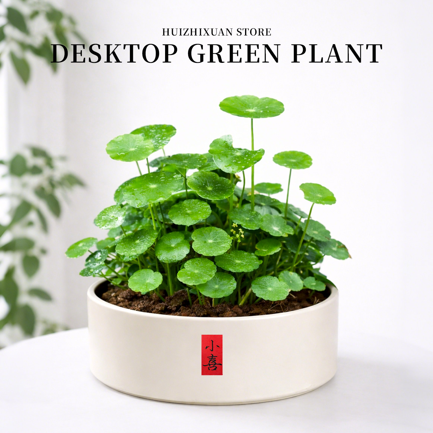 铜钱草植物水培土老桩盆栽鱼缸水草招财室内外水养大叶金钱草绿植