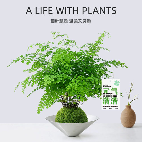 耐阴好养四季常青！铁线蕨苔藓球
