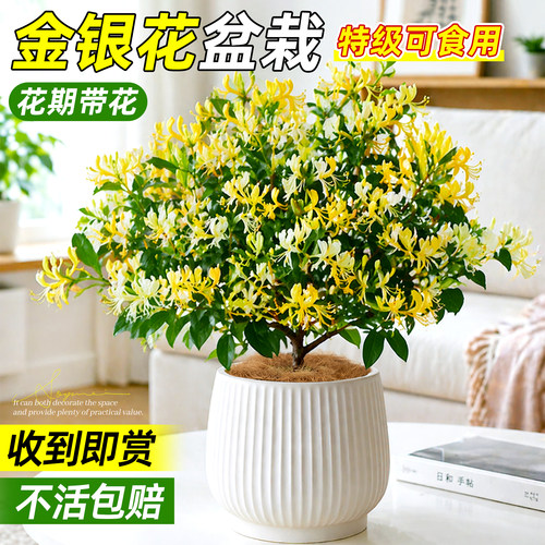 随用随取！可食用金银花老桩盆栽