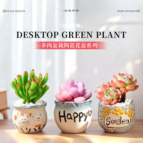 温馨的解压神器|可爱多肉盆栽