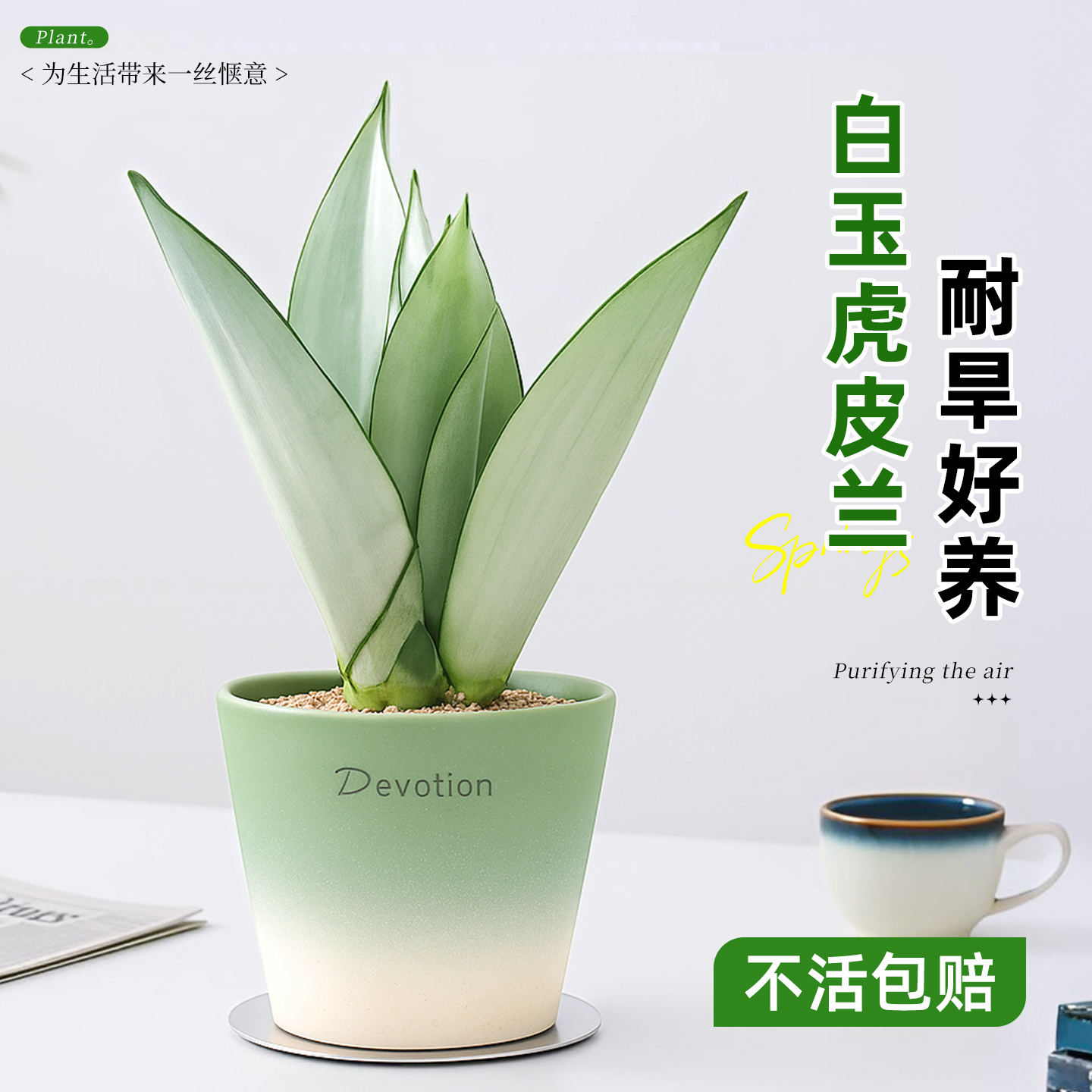 白玉虎皮兰植物盆栽名贵稀有品种办公室绿植室内桌面客厅高端好养