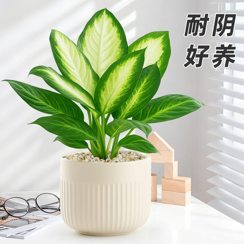四季常青好养易活人气植物
