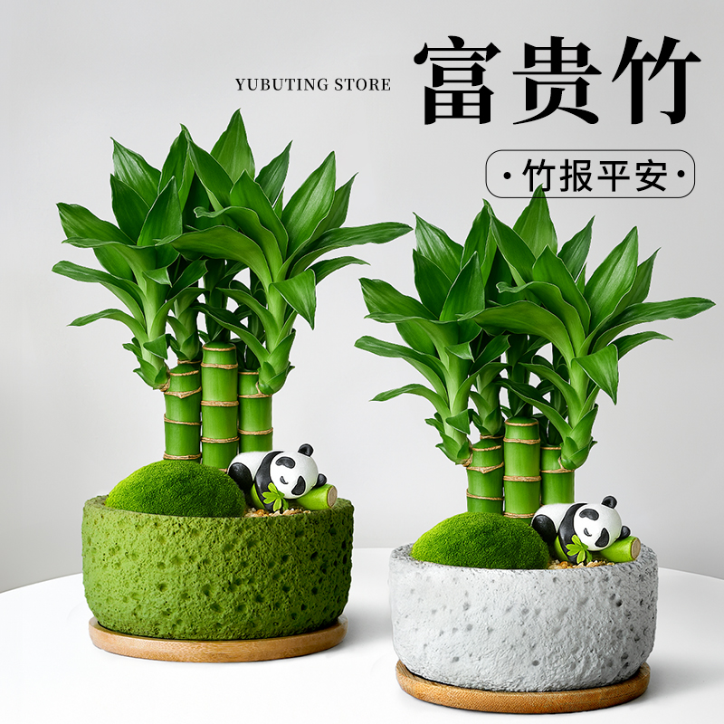 富贵竹盆栽办公室绿植桌面小盆栽