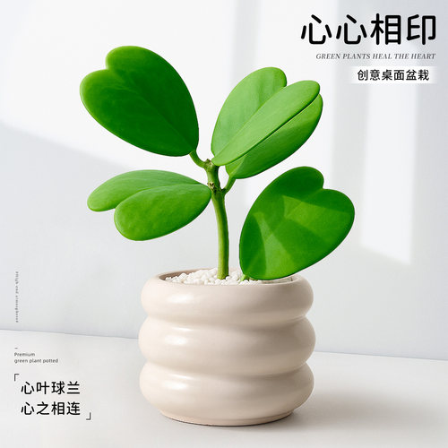 心心相印是一整片心的心动多肉