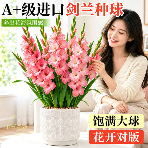 好养易活大颗剑兰种球花卉盆景