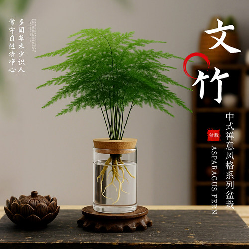 文竹水培植物绿植办公室内桌面禅意盆栽招财绿萝花卉客厅四季好养