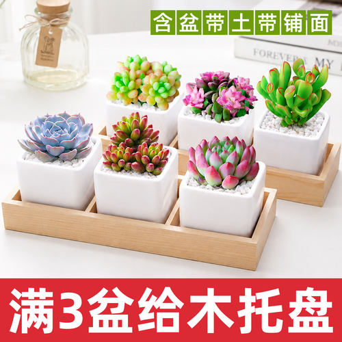 多肉桌面植物小盆栽套餐含高端品