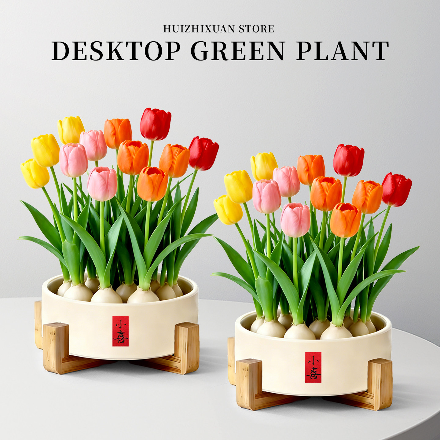 郁金香种球水培植物花卉盆栽进口五度球室内阳台桌面绿植四季好养