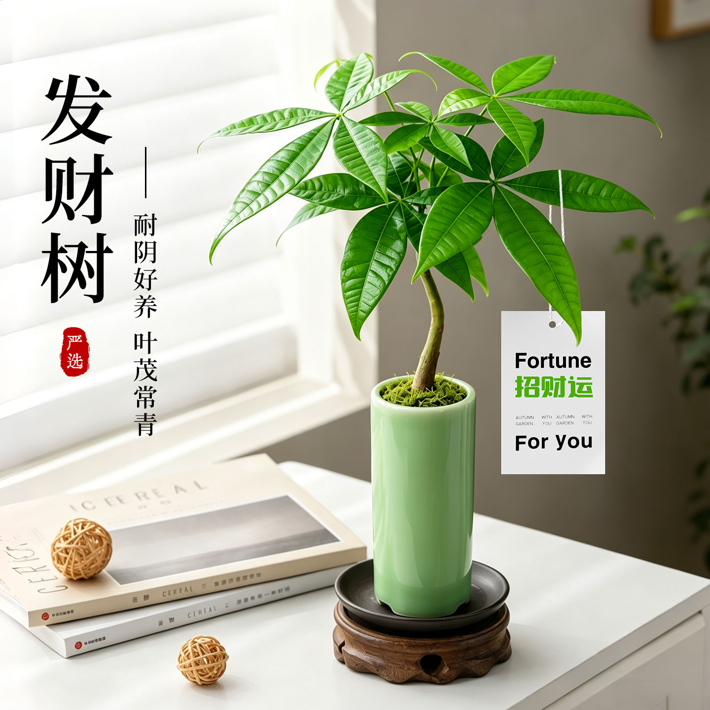 发财树盆栽室内客厅办公桌面招财绿植四季花卉植物四叶草墨西哥铁
