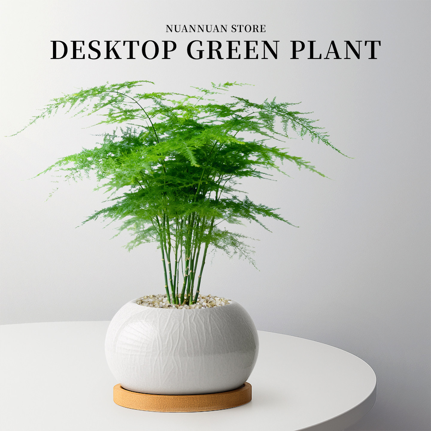 文竹盆栽室内小盆景四季高档绿植物精品摆件桌面大叶花卉老桩好养