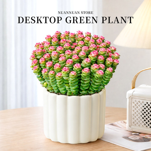 钱串子多彩多肉招财旺宅