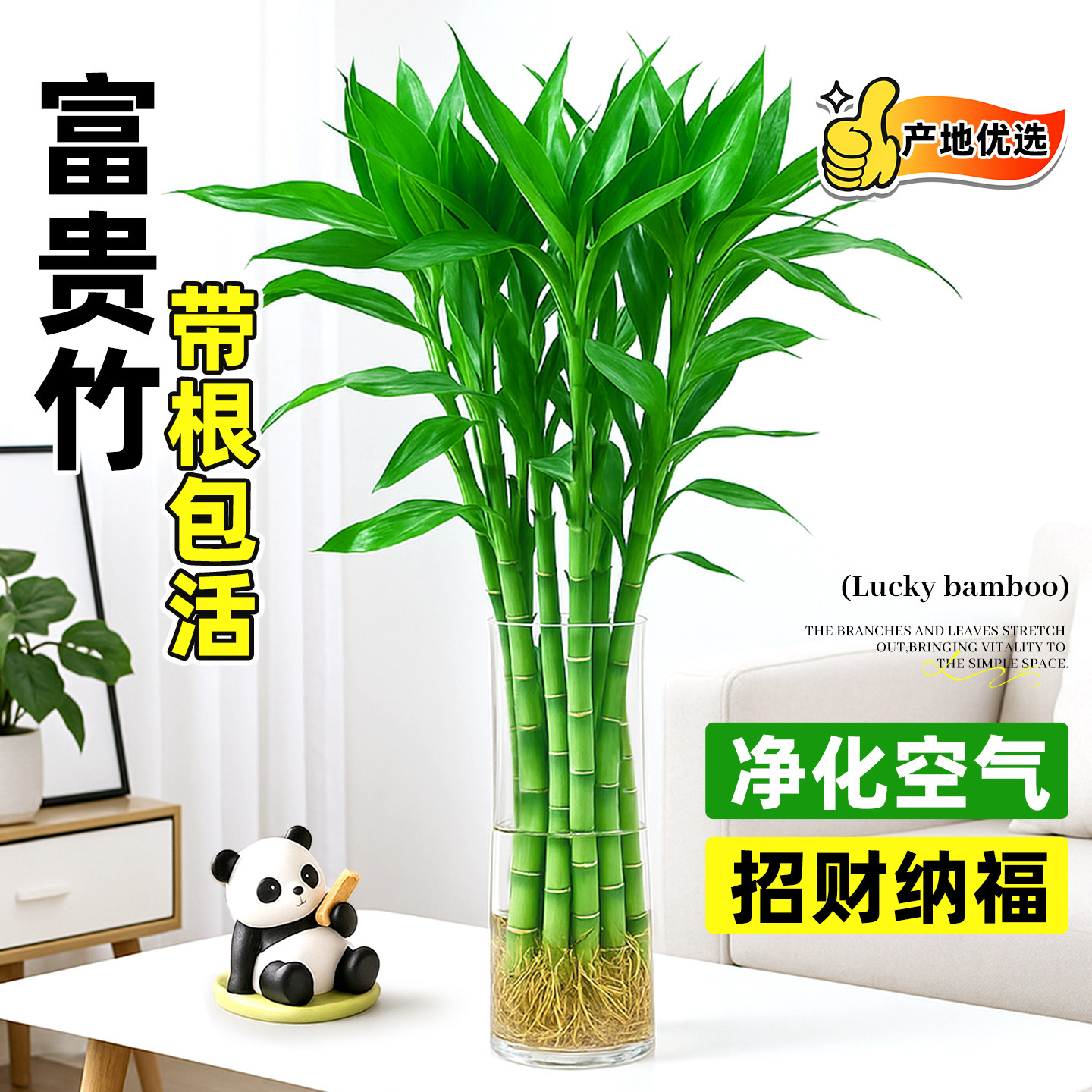 富贵竹水培绿植物带根粗枝好养活