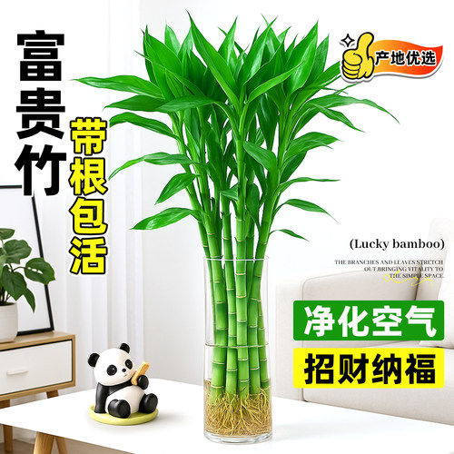 富贵竹水培绿植物带根粗枝好养活
