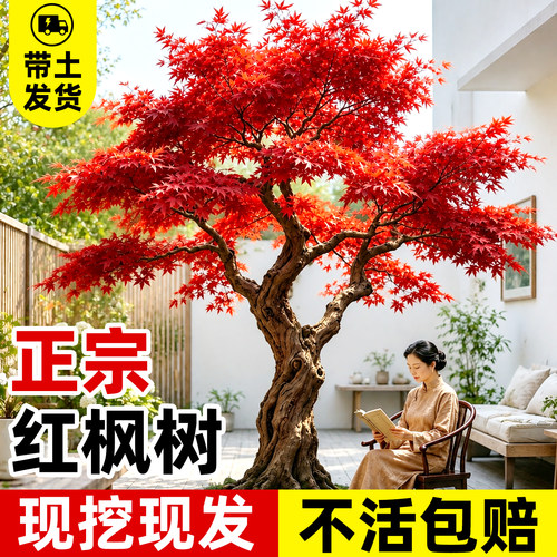 室内室外即刻成景基地现挖