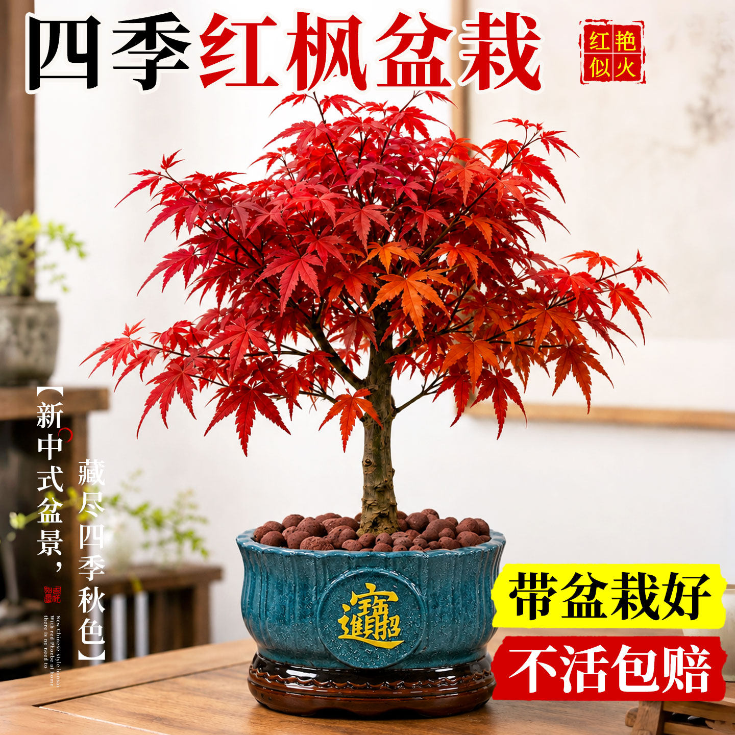红枫一盆，颜值财运双在线图片