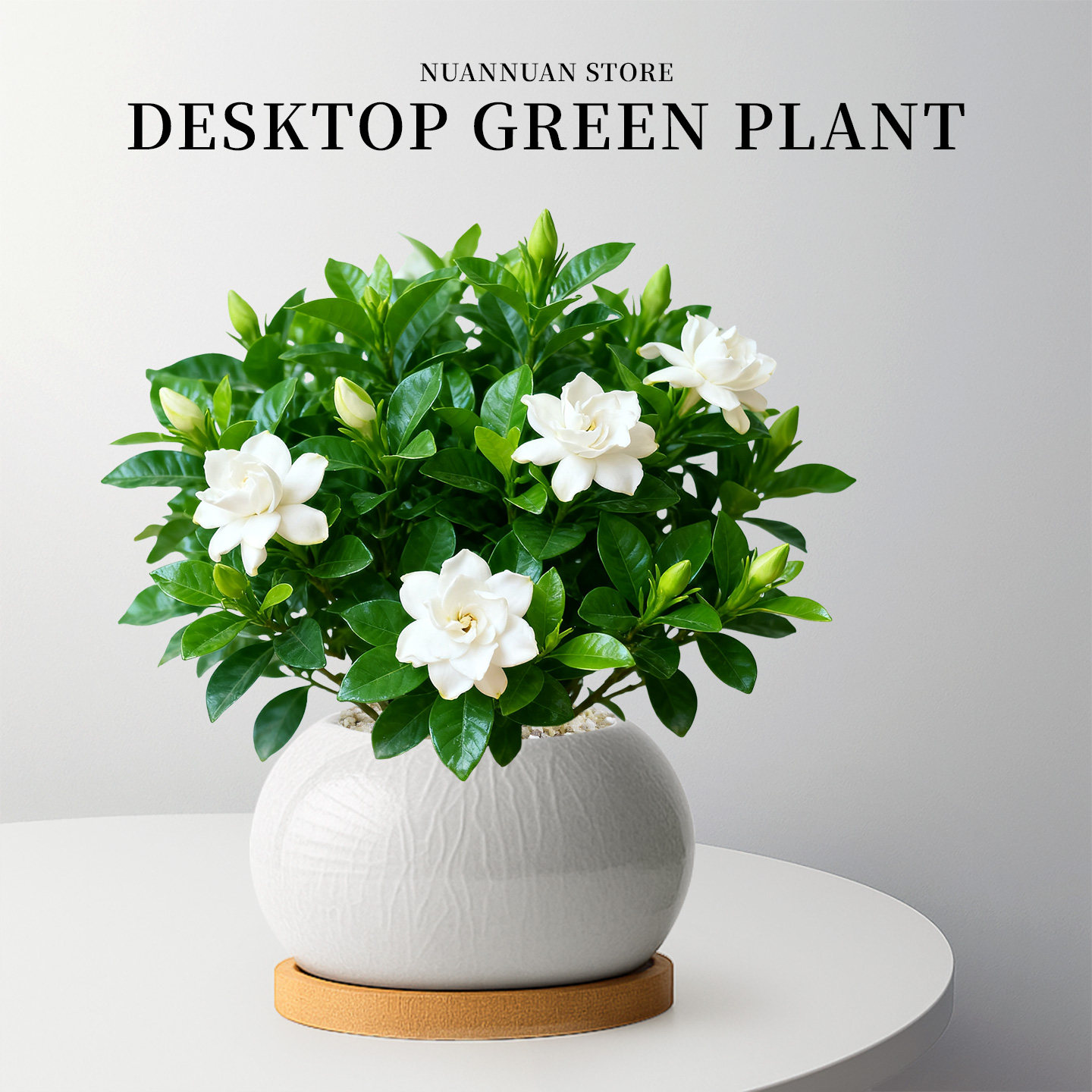 栀子花盆栽绿植物老桩大叶独杆盆景花卉香薰室内家用桌面四季好养,鲜花速递/花卉仿真/绿植园艺,时令草本花卉,淘宝优惠券,粉丝福利购,淘宝优惠卷