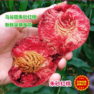 【顺丰123区包邮】正宗河南泌阳马谷田朱砂红桃小紫英桃离核新鲜