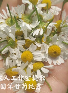 德国洋甘菊纯露CLR/采露人舒缓修