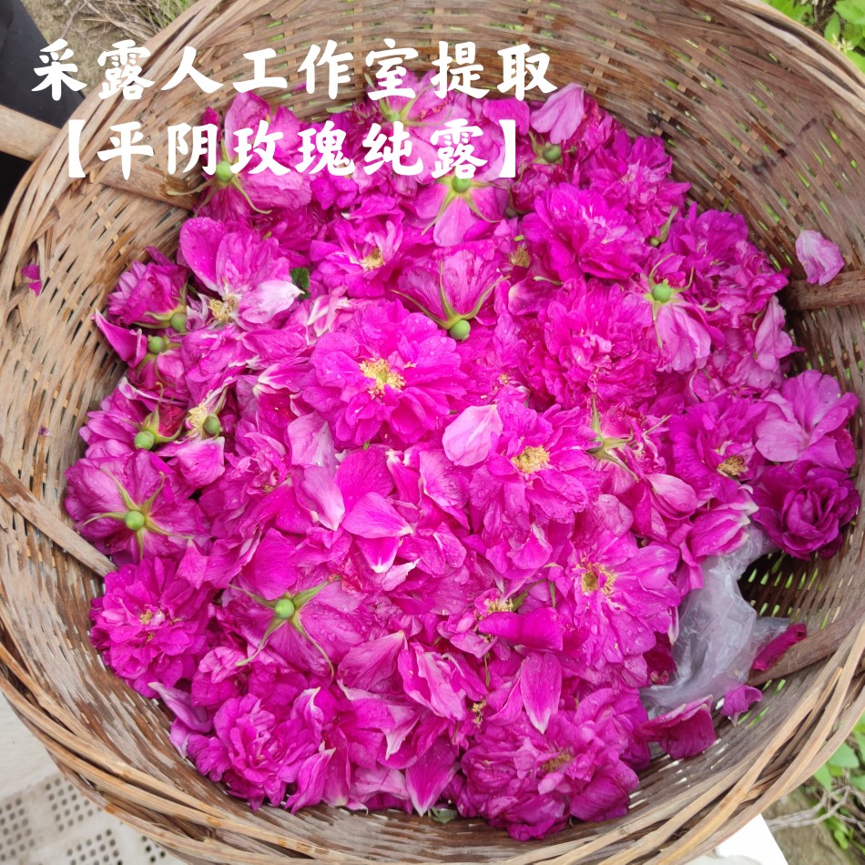 平阴玫瑰纯露CLR/采露人补水