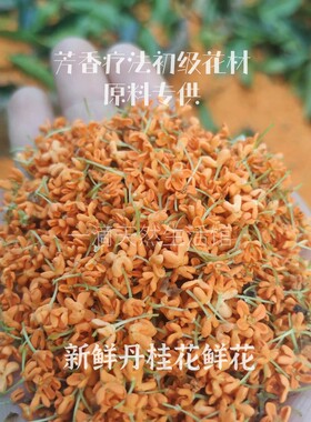 新鲜桂花纯露CLR/采露人