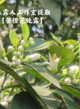 苦橙花纯露 提亮肤色 单方私人鲜花纯露定制采露人工作室提取