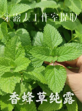 香蜂纯露CLR/采露人控油