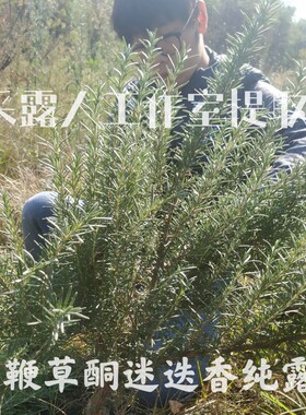 迷迭香马鞭草CLR/采露人控油