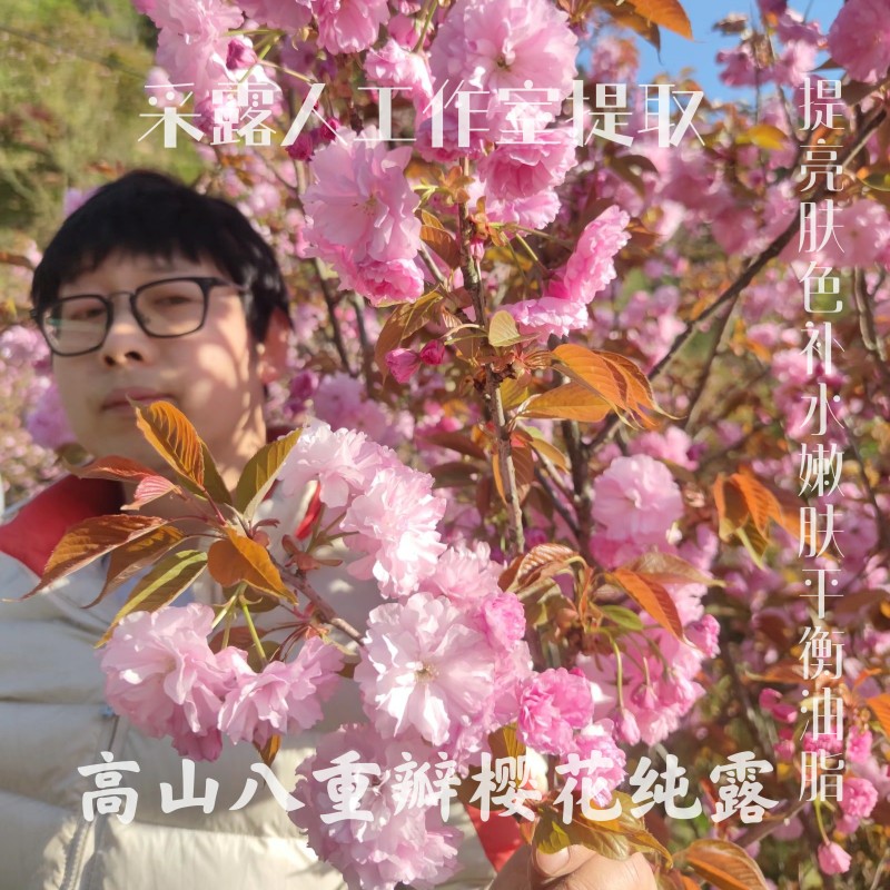 高山樱花纯露CLR/采露人补水