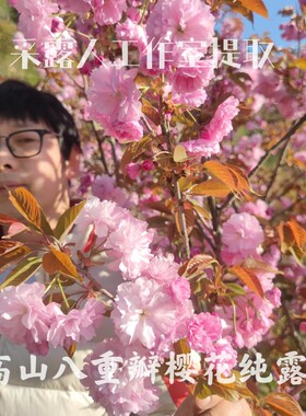 高山樱花纯露CLR/采露人补水