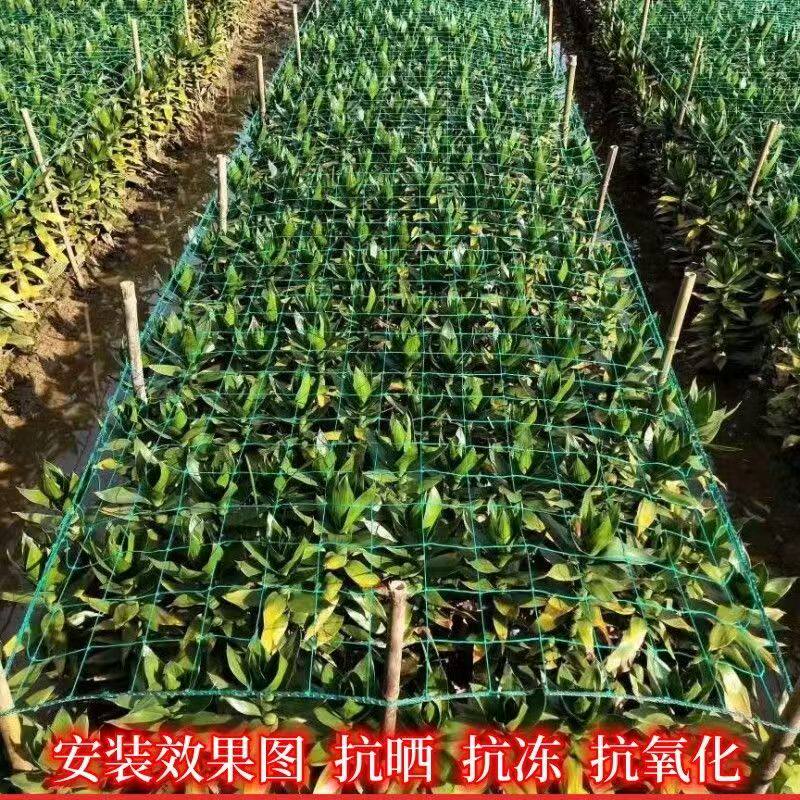 种植方格网定植大葱菊花韭菜蒜黄芹菜石斛康乃馨防倒网植物爬藤网