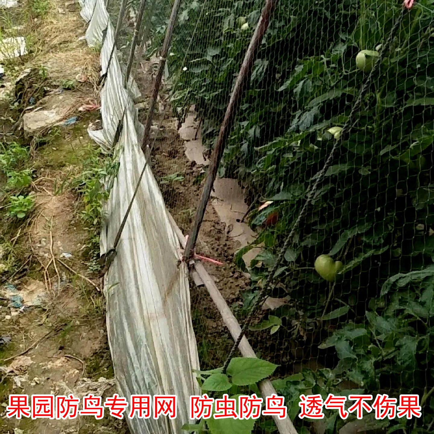 加粗尼龙耐用果园阳台防鸟网