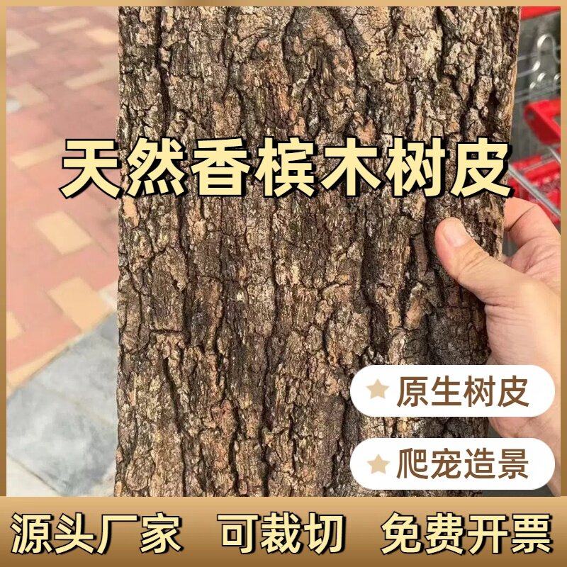 天然真树皮天然软木树皮香槟树皮爬宠缸造景真绿植墙面微景观造景