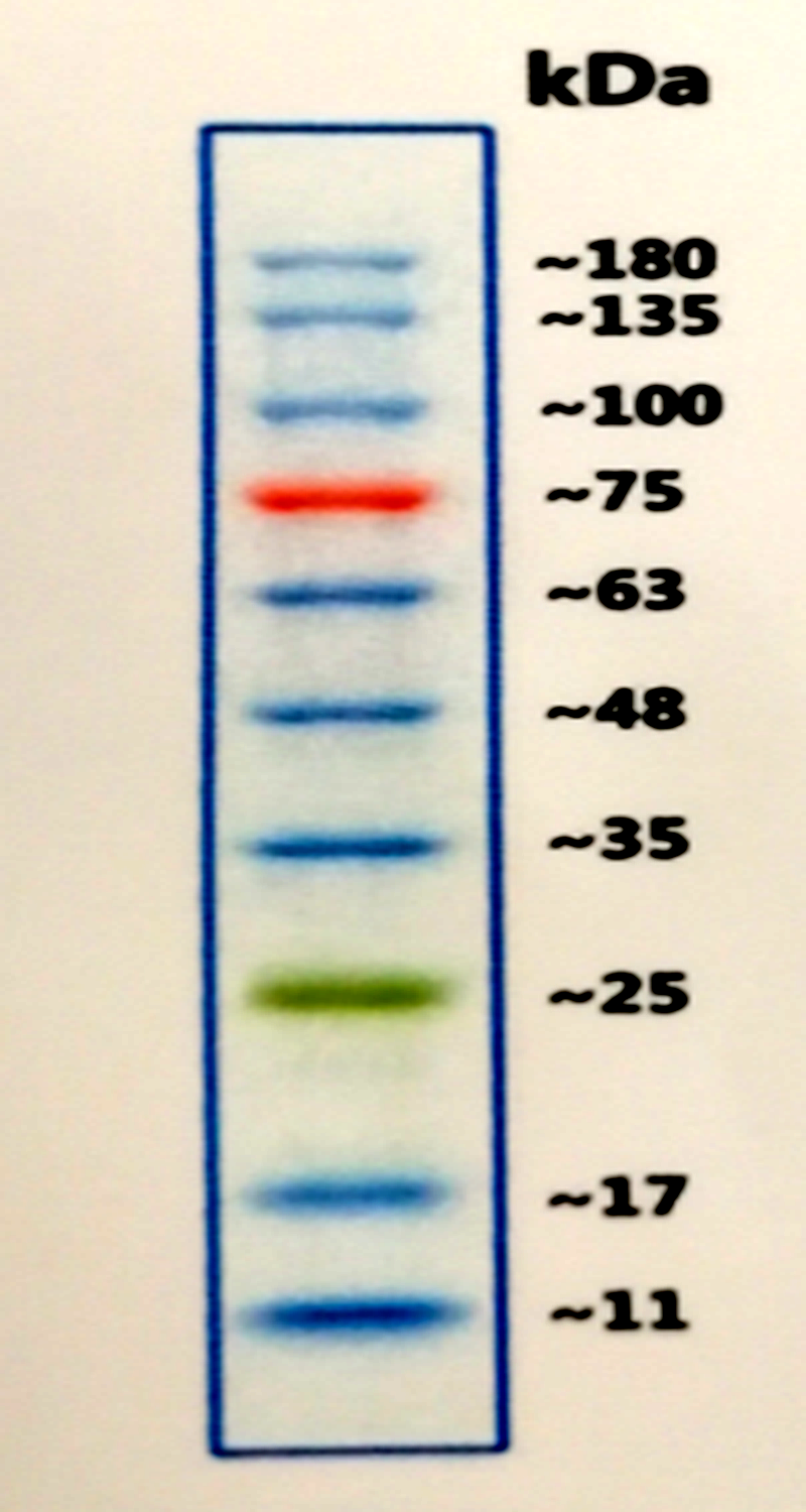 预染彩虹蛋白marker 10-180kd