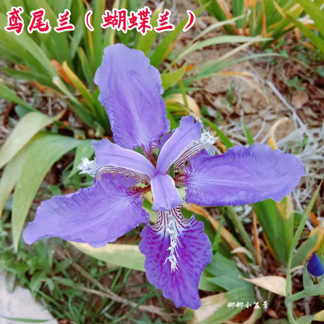 鸢尾兰花苗蝴蝶兰盆栽四季耐寒耐旱好养花卉庭院花园别墅绿化用苗