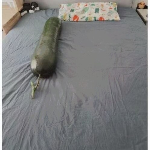 大冬瓜抱着睡觉清凉解暑光滑降温舒服真正的黑皮大冬瓜空调
