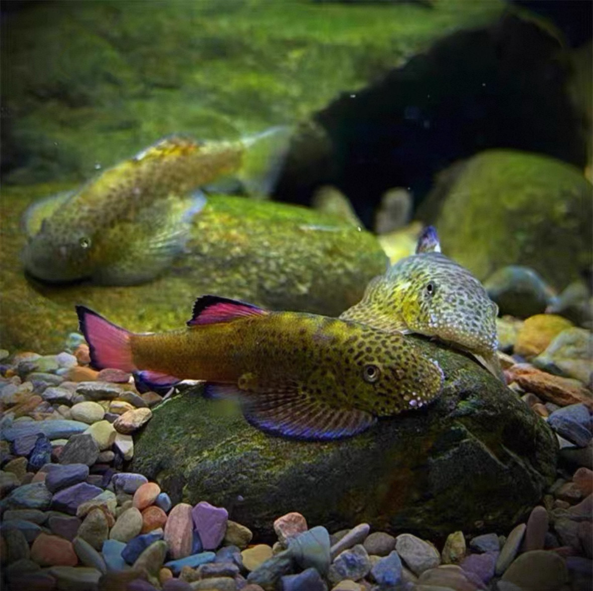 紫鳍吸鳅鱼原生冷水工具鱼清道夫除藻能手擦玻璃清洁鱼岩鳅溪流鱼