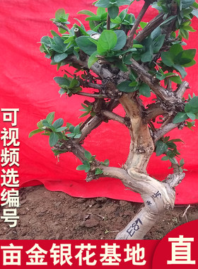 红色盆景树桩四季种植金银花苗